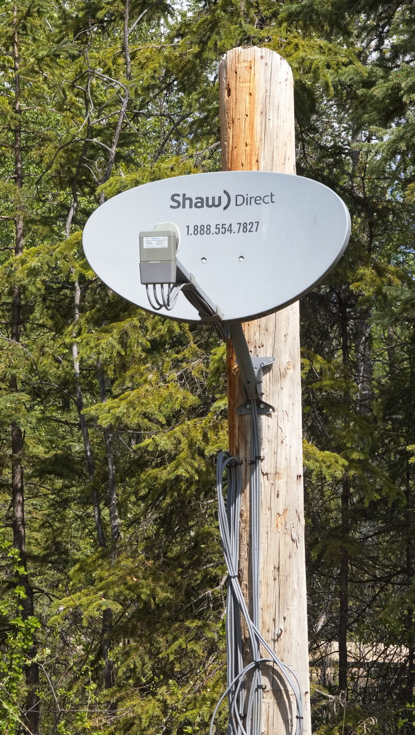 WRV Shaw dish